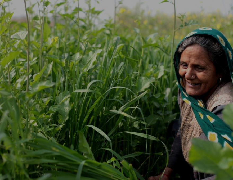 Canvaloop Agri-Waste & Hemp Fibre Platform by Canvaloop Fibre Pvt. Ltd.